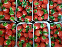 Erdbeeren vom Kreuzplatzhof