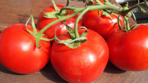Tomaten vom Kreuzplatzhof