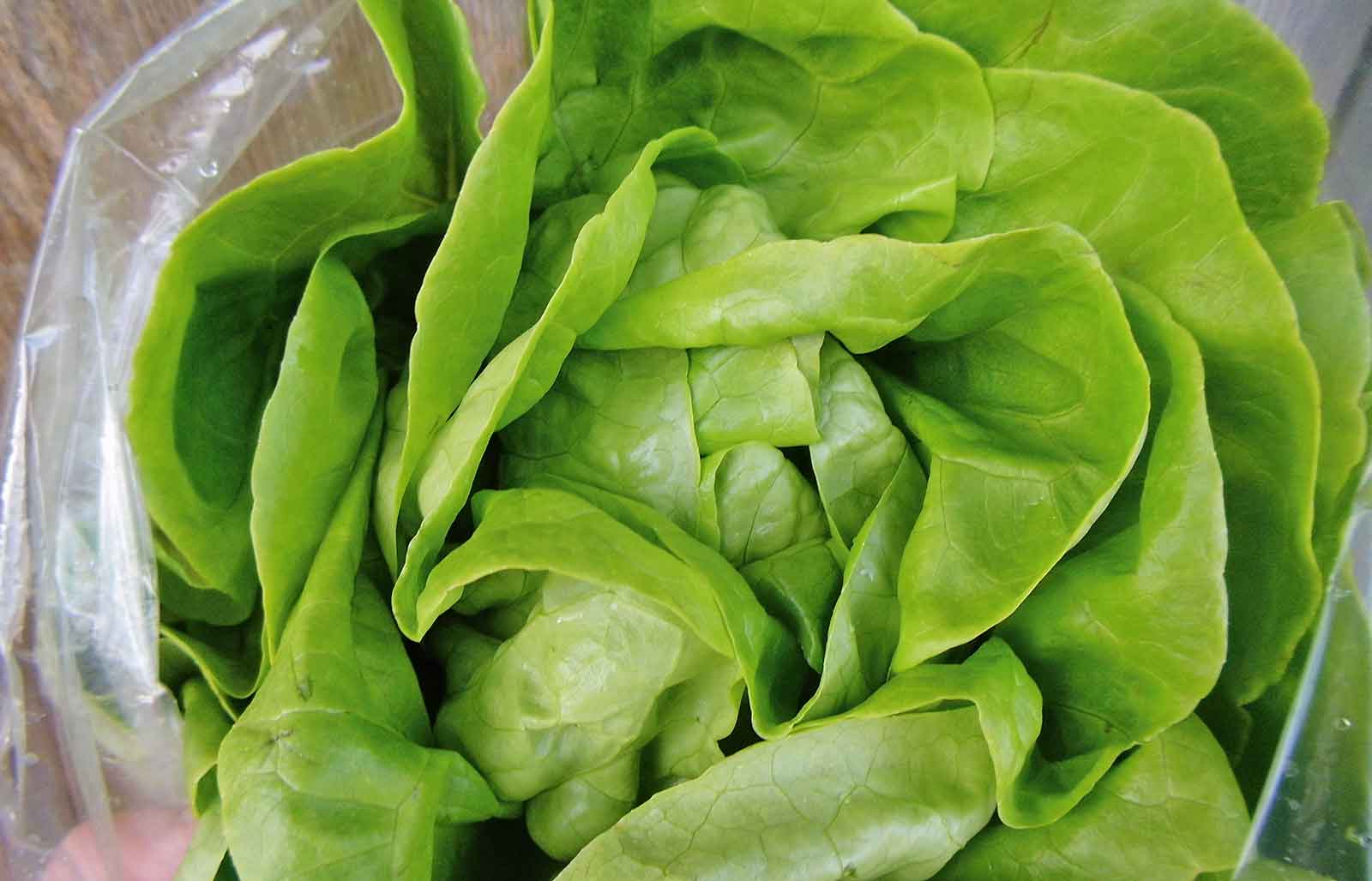 Kopfsalat aus Boningen vom Kreuzplatzhof