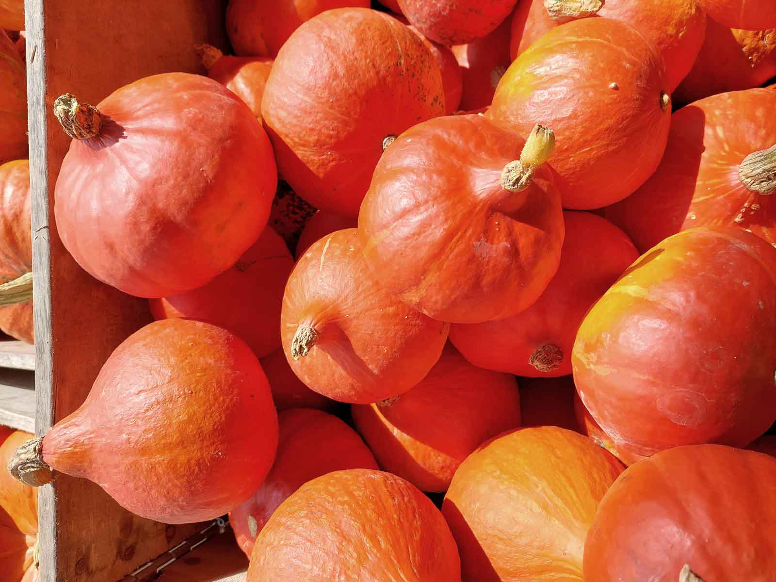 Cherry-Tomaten aus Boningen vom Kreuzplatzhof