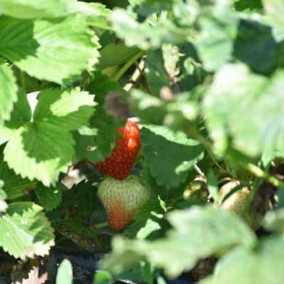 03 Beeren Fruechte Kreuzplatzhof