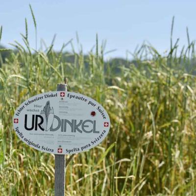 UrDinkel